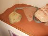 DSCF0721.JPG