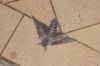 DSCF0735.JPG