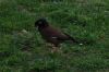 DSCF0995.JPG